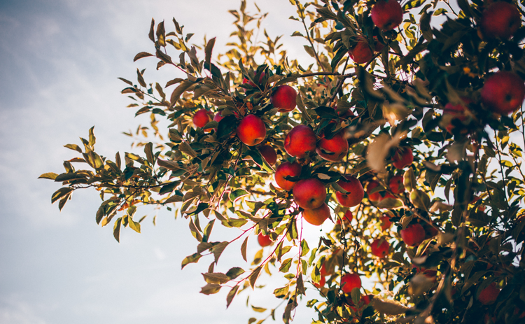 Pumpkin patches and apple orchards near Cincinnati Ohio